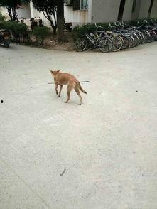 娱乐圈爆料流浪狗是谁啊,流浪狗身份揭秘! 第2张 娱乐圈爆料流浪狗是谁啊,流浪狗身份揭秘! 第2张