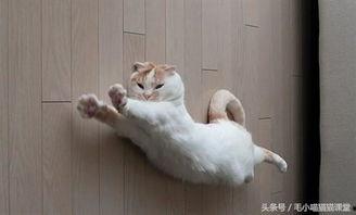 郑州爆料猫咪视频最新,萌宠瞬间引发网友热议  第2张